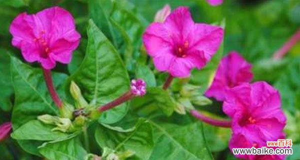 探寻紫茉莉花所传递的神秘信息 紫茉莉花语的含义——花开寓意幸福与希望