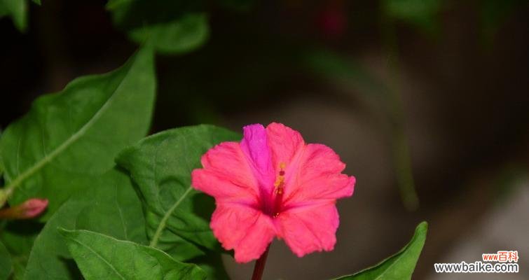 探寻紫茉莉花所传递的神秘信息 紫茉莉花语的含义——花开寓意幸福与希望
