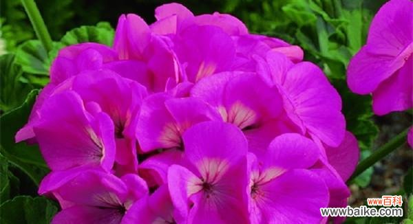 探究紫色花朵的象征意义及其在不同文化中的重要性 紫色花语与其深层含义