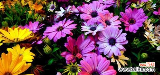 探索紫色雏菊的神秘语言与美好寓意 紫色雏菊的花语与象征意义