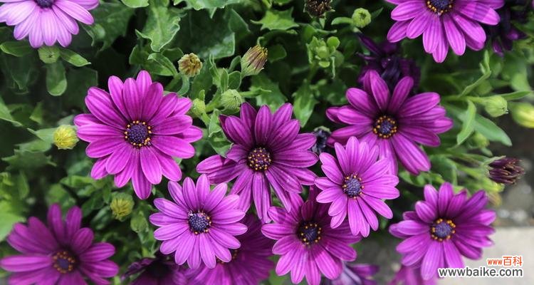 探索紫色雏菊的神秘语言与美好寓意 紫色雏菊的花语与象征意义