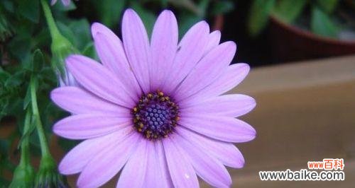 探索紫色雏菊的神秘语言与美好寓意 紫色雏菊的花语与象征意义