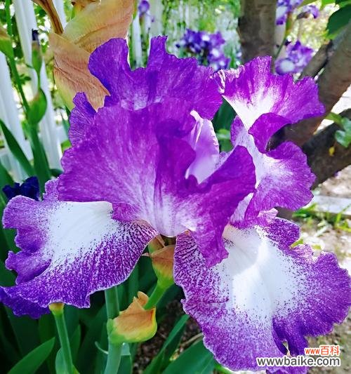 神秘与浪漫的紫色风信子,关于它的花语和传说 紫色风信子的花语和传说