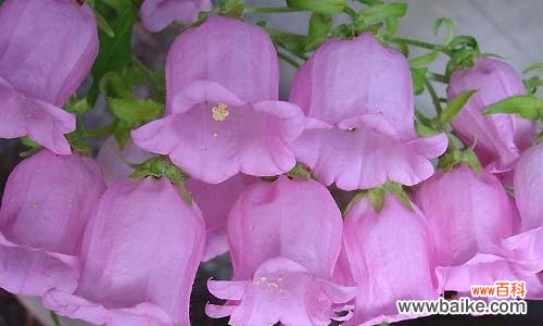 探寻紫色风铃草的花语,并了解其象征意义 紫色风铃草的花语及其象征意义