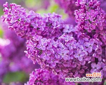 传递祝福和温馨的花朵，了解丁香花语的不同解读 紫色丁香花语的深刻含义