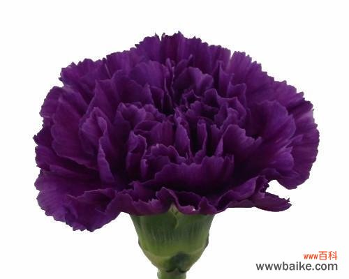 紫色康乃馨花语