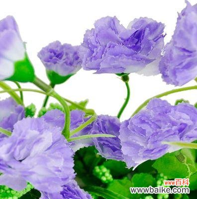 紫色康乃馨花语