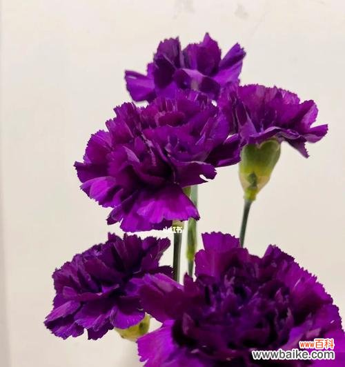 紫色康乃馨花语