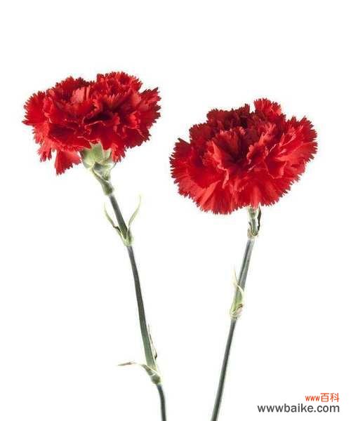 传递爱与美的鲜花 康乃馨的意义与象征