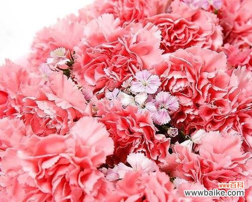 探索康乃馨花语的意义与传承 康乃馨花语的深意