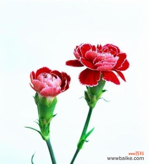 探索康乃馨花语的意义与传承 康乃馨花语的深意