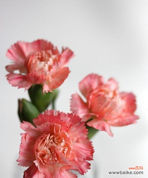 探索康乃馨花语的意义与传承 康乃馨花语的深意