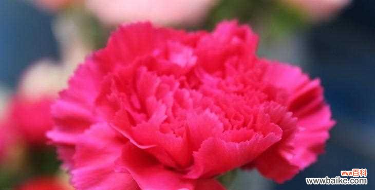 解读康乃馨的含义和象征 康乃馨的花语和寓意是什么