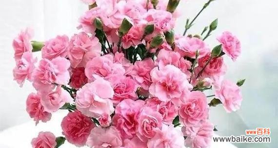 一朵康乃馨的花语传递着爱与美好 康乃馨的花语