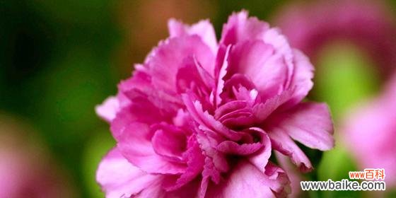 一朵康乃馨的花语传递着爱与美好 康乃馨的花语