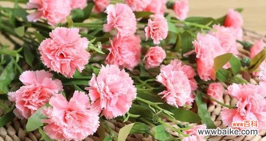 一朵康乃馨的花语传递着爱与美好 康乃馨的花语