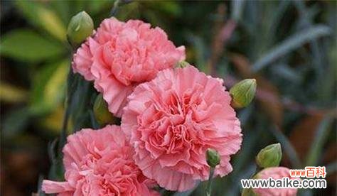 美丽的康乃馨与生命的坚韧 康乃馨的特点与象征意义