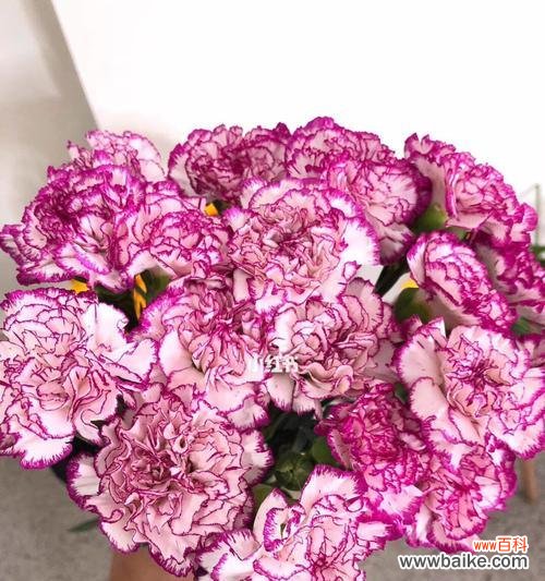 解读康乃馨各色花朵所象征的意义 康乃馨的颜色代表什么