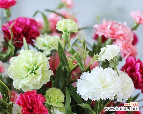 解读康乃馨各色花朵所象征的意义 康乃馨的颜色代表什么