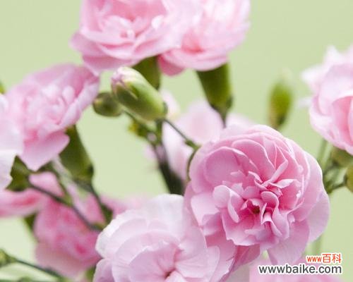 解读康乃馨各色花朵所象征的意义 康乃馨的颜色代表什么