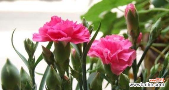 探寻康乃馨的内涵和文化内核 康乃馨的象征意义与精神