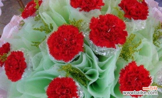 探寻康乃馨的内涵和文化内核 康乃馨的象征意义与精神