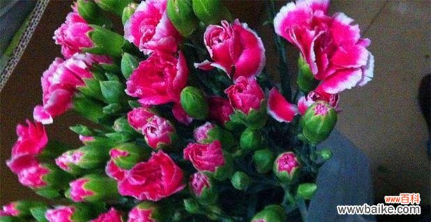 康乃馨的色彩世界和象征意义 康乃馨之美