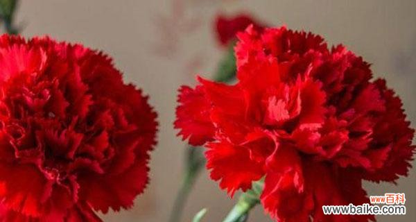 了解康乃馨的象征意义和传达情感的方式 康乃馨的寓意和花语