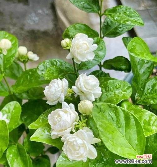 初恋爱情象征的花有哪些?初恋象征的花卉是什么?