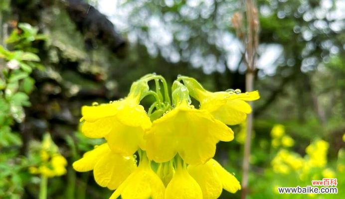 初恋爱情象征的花有哪些?初恋象征的花卉是什么?