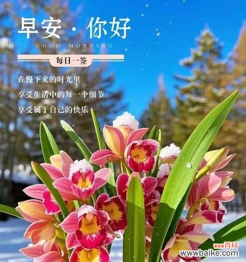 象征祝福高贵的花有哪些？高贵花卉的花语是什么？