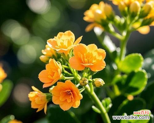 吉祥之花有哪些？它们各自的寓意和花语是什么？