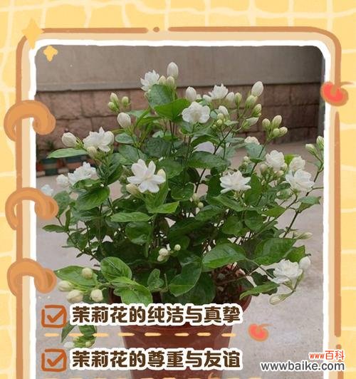 吉祥之花有哪些？它们各自的寓意和花语是什么？