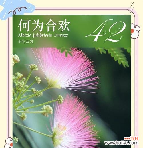 每个季节的花有什么寓意？不同季节的花语有哪些？