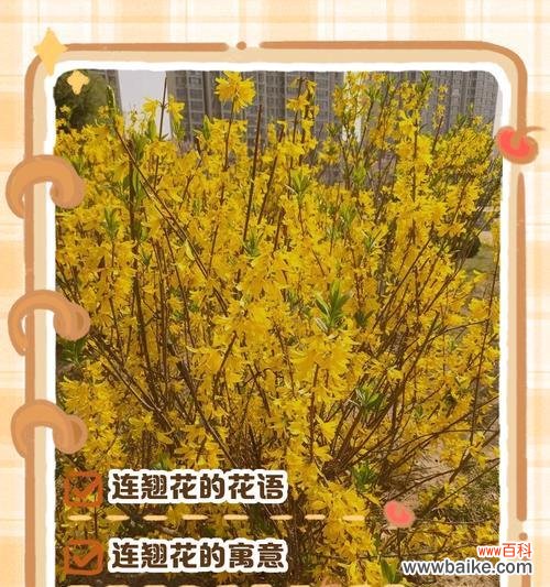 每个季节的花有什么寓意？不同季节的花语有哪些？