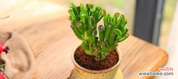 送小孩寓意健康的花有哪些？