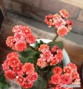 送小孩寓意健康的花有哪些？