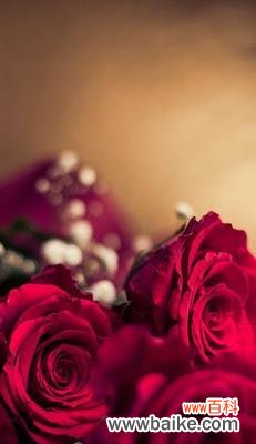 哪种花象征美满的爱情?