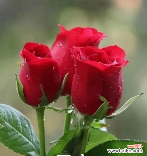 哪种花象征着狡猾的爱情？