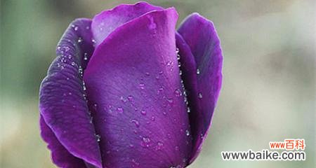 解读紫色玫瑰的深意与情感 紫色玫瑰的花语与寓意