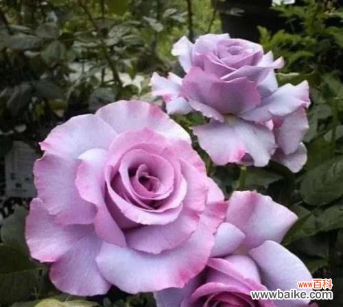 解读紫色玫瑰的深意与情感 紫色玫瑰的花语与寓意