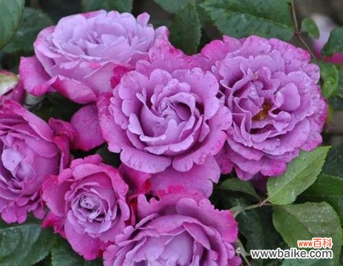 解读紫色玫瑰的深意与情感 紫色玫瑰的花语与寓意