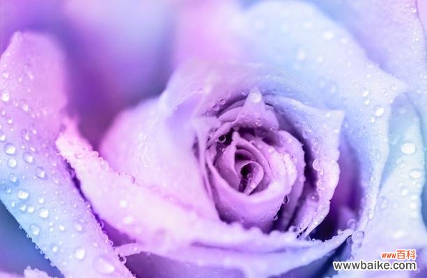 探索紫色玫瑰花的魅力,解读其深刻的象征意义 紫色玫瑰的寓意与象征——神秘与奇幻