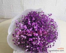 天上的星星闪耀，地上的花朵绽放，传递着紫色满天星的祝福 紫色满天星花语