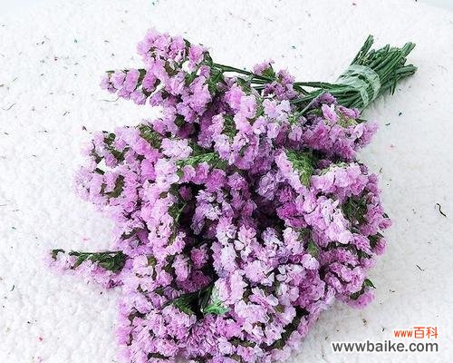 天上的星星闪耀，地上的花朵绽放，传递着紫色满天星的祝福 紫色满天星花语