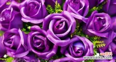 探寻紫色玫瑰的意义与象征 紫色玫瑰的花语