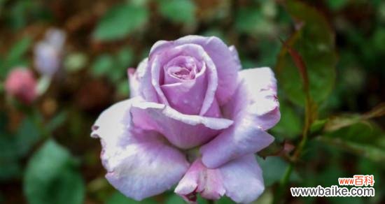 解读紫色玫瑰的深邃花语 紫色玫瑰的花语和寓意