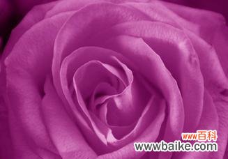 探究紫色玫瑰的象征意义及其文化内涵 紫色玫瑰的浪漫与神秘
