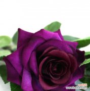 探究紫色玫瑰的象征意义及其文化内涵 紫色玫瑰的浪漫与神秘