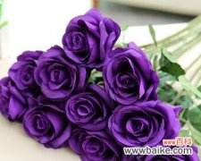 浪漫与神秘的紫色玫瑰，传递的情感和寓意 紫色玫瑰的寓意与象征意义